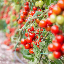 Load image into Gallery viewer, Urban Garden Seed Kit (12 packets inside)