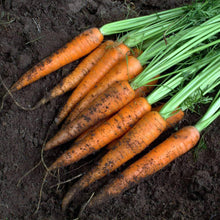 Load image into Gallery viewer, Urban Garden Seed Kit (12 packets inside)