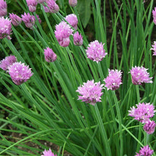 Load image into Gallery viewer, Urban Garden Seed Kit (12 packets inside)