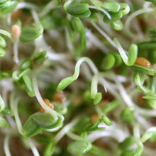 Load image into Gallery viewer, Organic Red Clover Sprouting Seeds (4 ounces)