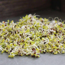 Load image into Gallery viewer, Organic Chinese Cabbage Sprouting Seeds (4 ounces)