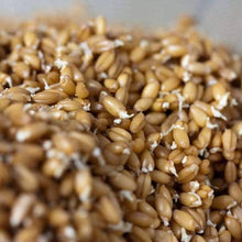 Load image into Gallery viewer, Organic Hard Red Wheat Sprouting Seeds (8 ounces)