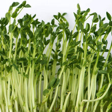 Load image into Gallery viewer, Organic Green Pea Sprouting Seeds (8 ounces)