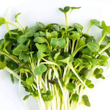 Load image into Gallery viewer, Organic Radish Sprouting Seeds (4 ounces)