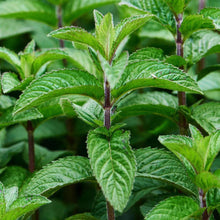 Load image into Gallery viewer, Peppermint Herb Seeds (100mg)