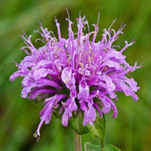 Load image into Gallery viewer, Wild Bergamot Herb Seeds (500mg)