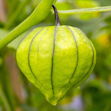 Load image into Gallery viewer, Organic Grande Rio Verde Tomatillo Tomato Seeds (500mg)