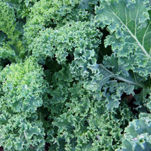Load image into Gallery viewer, Organic Blue Curled Scotch Kale Seeds (500mg)