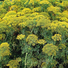 Load image into Gallery viewer, Organic Dill Mammoth Herb Seeds (500mg)