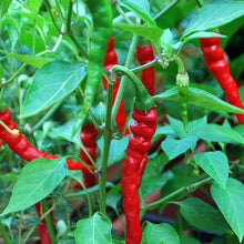 Load image into Gallery viewer, Organic Hot Cayenne Long Red Thin Pepper Seeds (250mg)