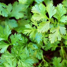 Load image into Gallery viewer, Culinary Herb Garden Seed Kit (8 packets inside)