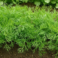 Load image into Gallery viewer, Culinary Herb Garden Seed Kit (8 packets inside)