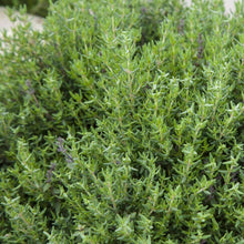 Load image into Gallery viewer, Organic English Thyme Herb Seeds (250mg)