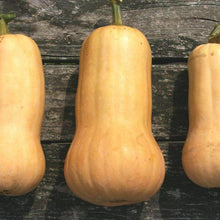 Load image into Gallery viewer, Organic Waltham Butternut Winter Squash Seeds (5g)
