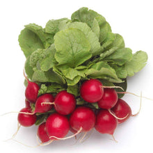 Load image into Gallery viewer, Organic Champion Radish Seeds (3g)