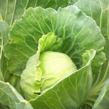 Load image into Gallery viewer, Organic Golden Acre Cabbage Seeds (1g)