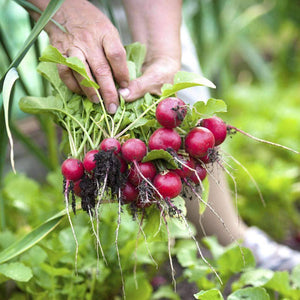 Urban Garden Seed Kit (12 packets inside)