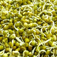 Load image into Gallery viewer, Organic Mung Bean Sprouting Seeds (4 ounces)
