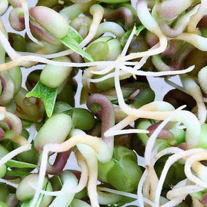 Organic Mung Bean Sprouting Seeds (4 ounces)