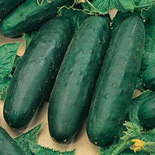 Load image into Gallery viewer, Organic Marketmore 76 Cucumber Seeds (2g)
