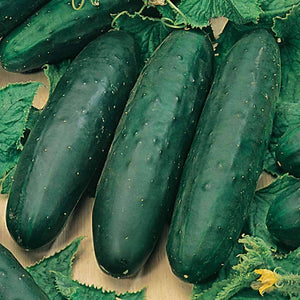 Organic Marketmore 76 Cucumber Seeds (2g)