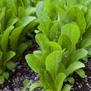 Organic Parris Island Cos - Romaine Lettuce Seeds (500mg)