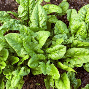 Organic Bloomsdale Spinach Seeds (3g)