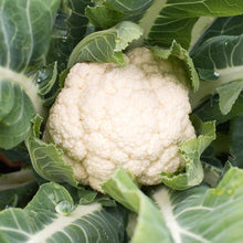 Load image into Gallery viewer, Organic Snowball Self-Blanching Cauliflower Seeds (1g)
